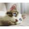 Simply Dotz® Beginner Daydream Kitty Diamond Painting Kit